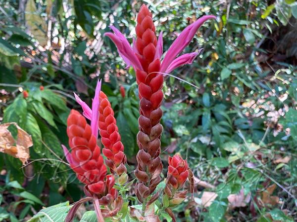 Coral Shrimp Plant